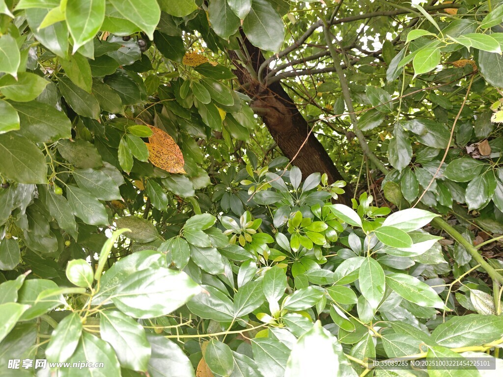 绿叶丛中的隐秘景象