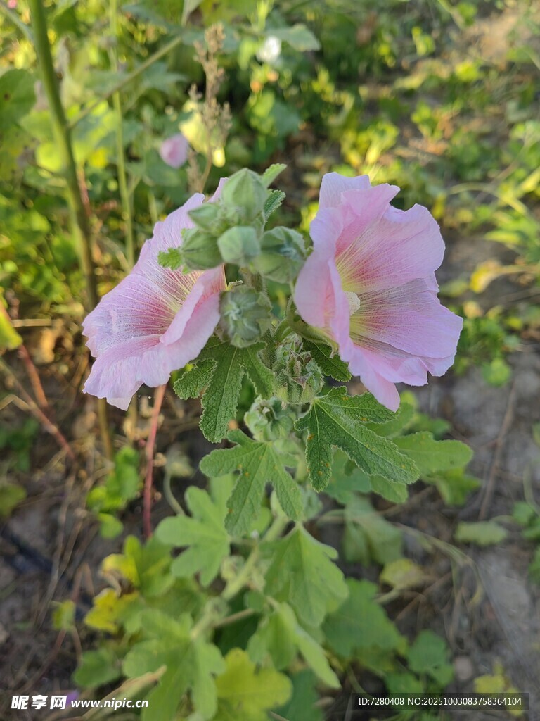 田野中的两朵粉色蜀葵花