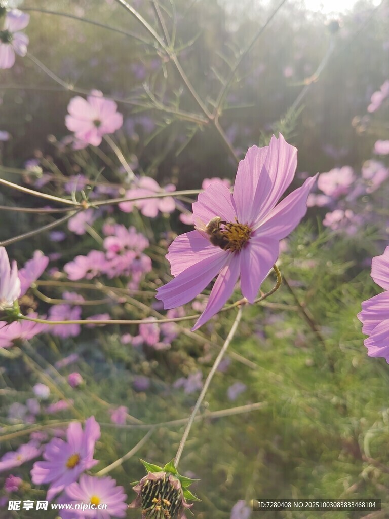 雾中绽放的美丽格桑花