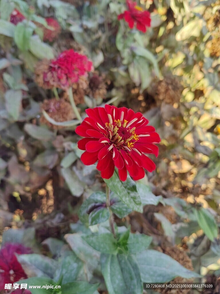 阳光下的艳丽红色花朵