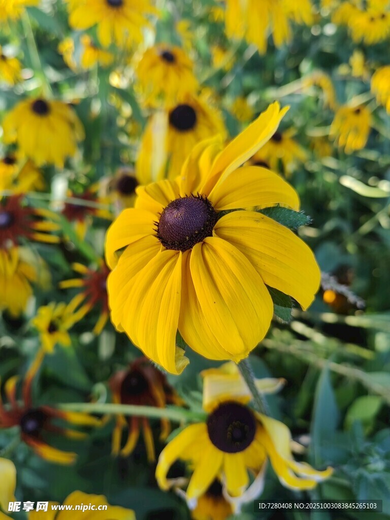 金黄黑心菊绽放的美丽