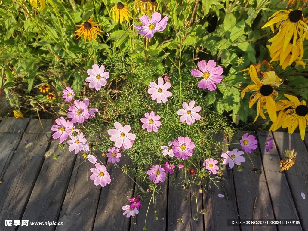 木栈道旁绽放的多彩花卉