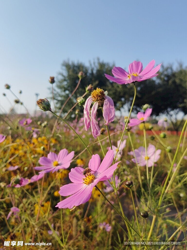 田野中的绚烂波斯菊
