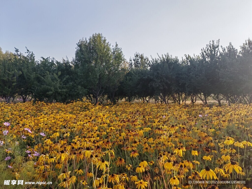 金黄花海自然美景如画