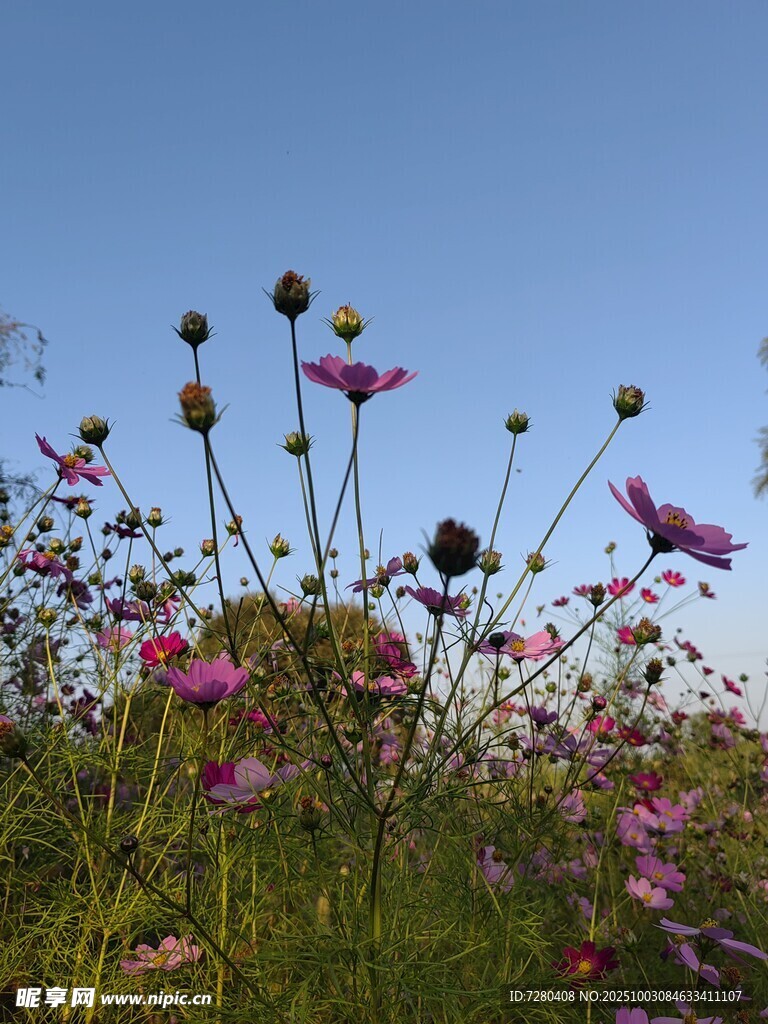 蓝天映衬下的绚烂野花