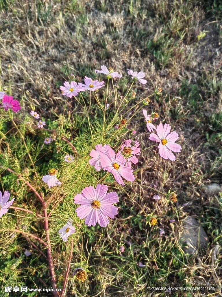 野外绽放的多彩格桑花