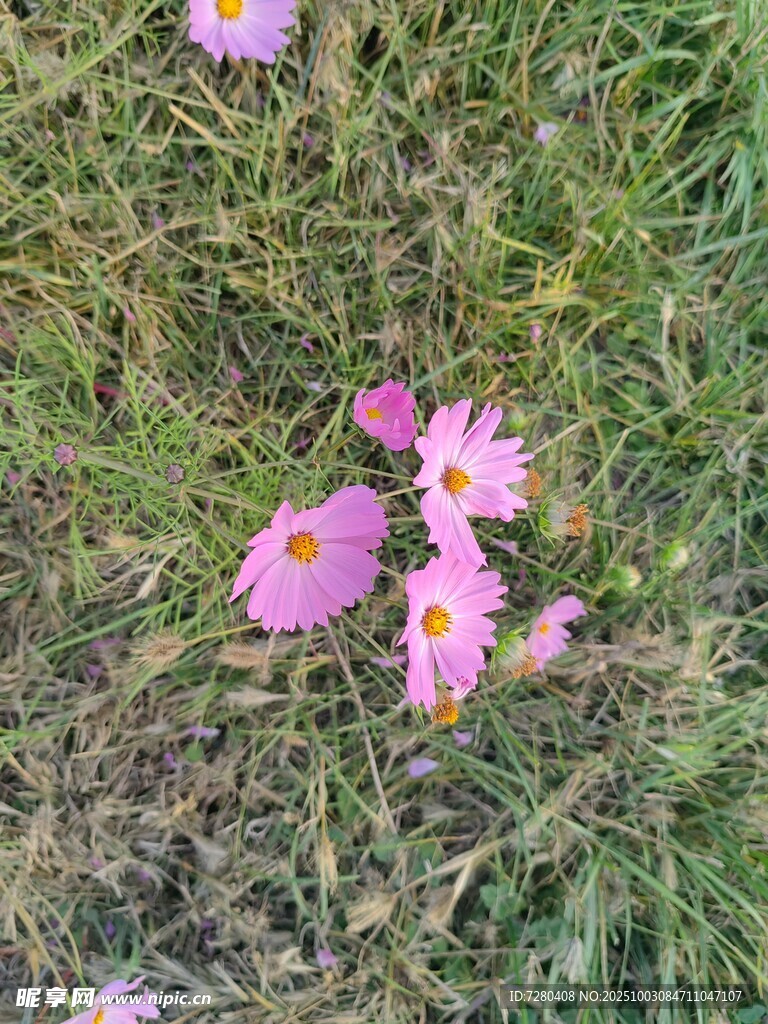 草地上的粉色小花