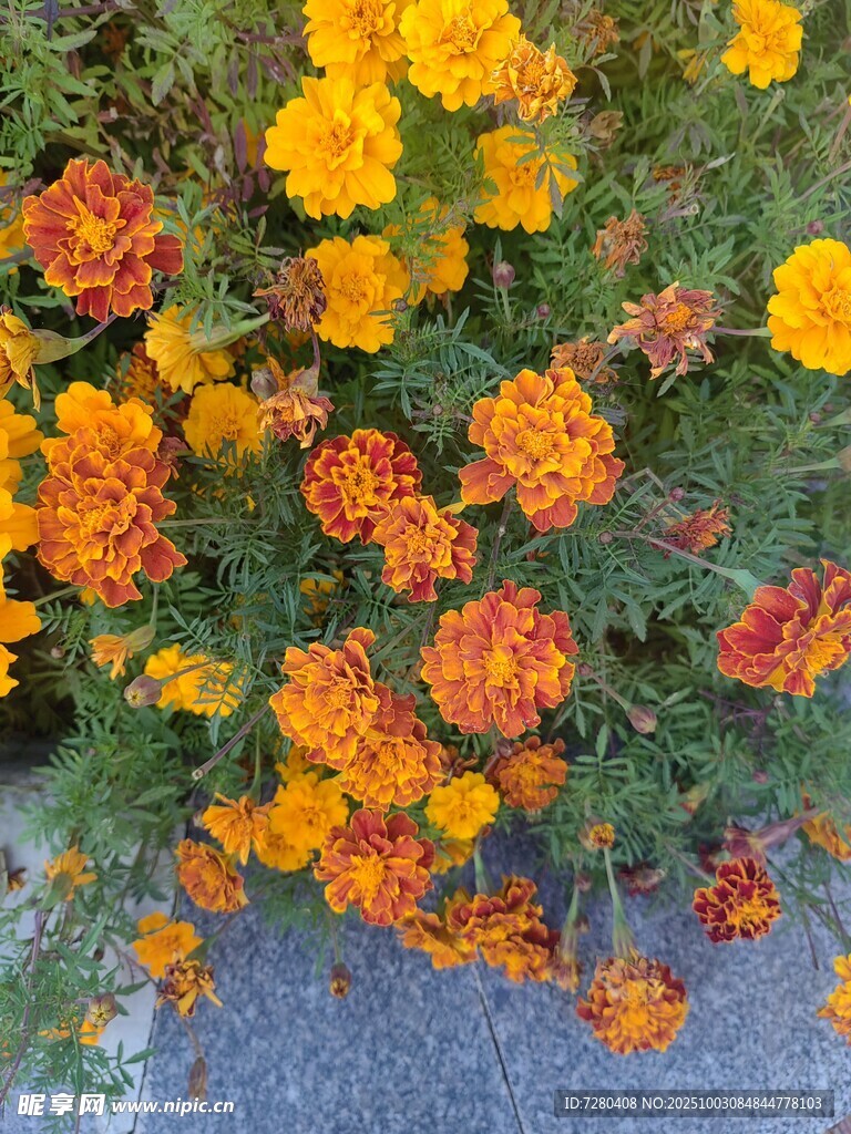 多彩万寿菊绽放于路边