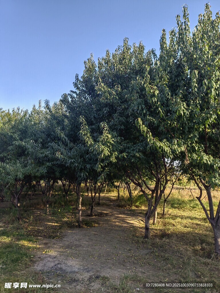果园绿树成荫的景象