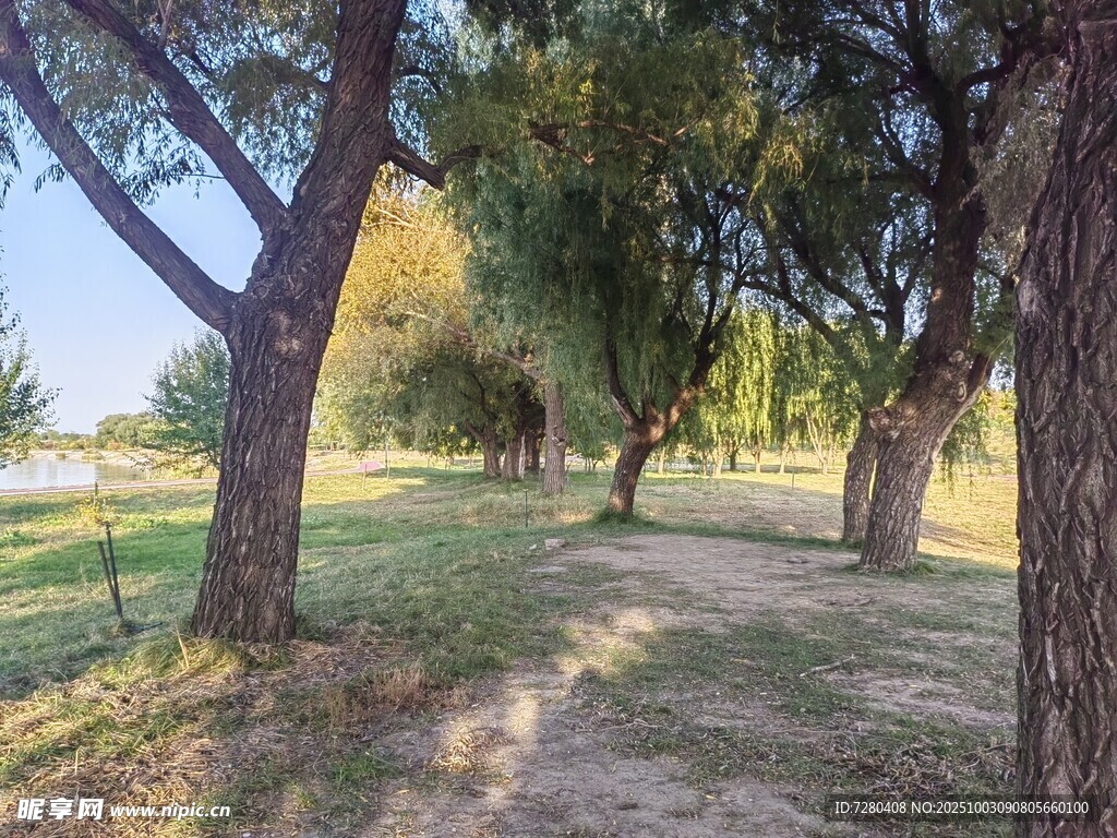 林间小道阳光洒落的静谧处