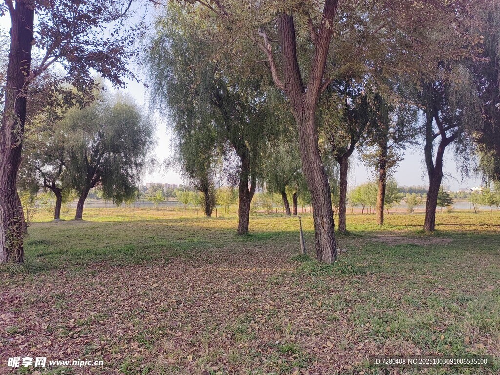 秋日树林草地静谧景象