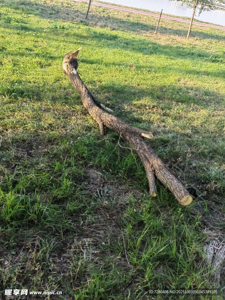 草地上的枯树枝