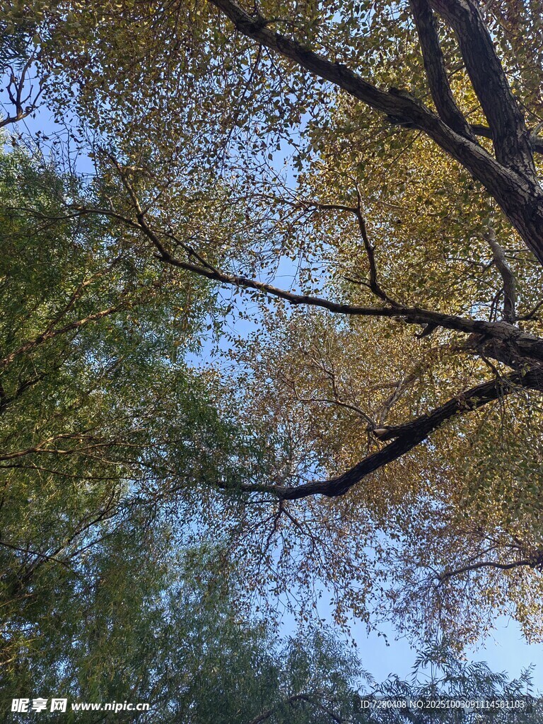 仰观秋日繁茂树枝