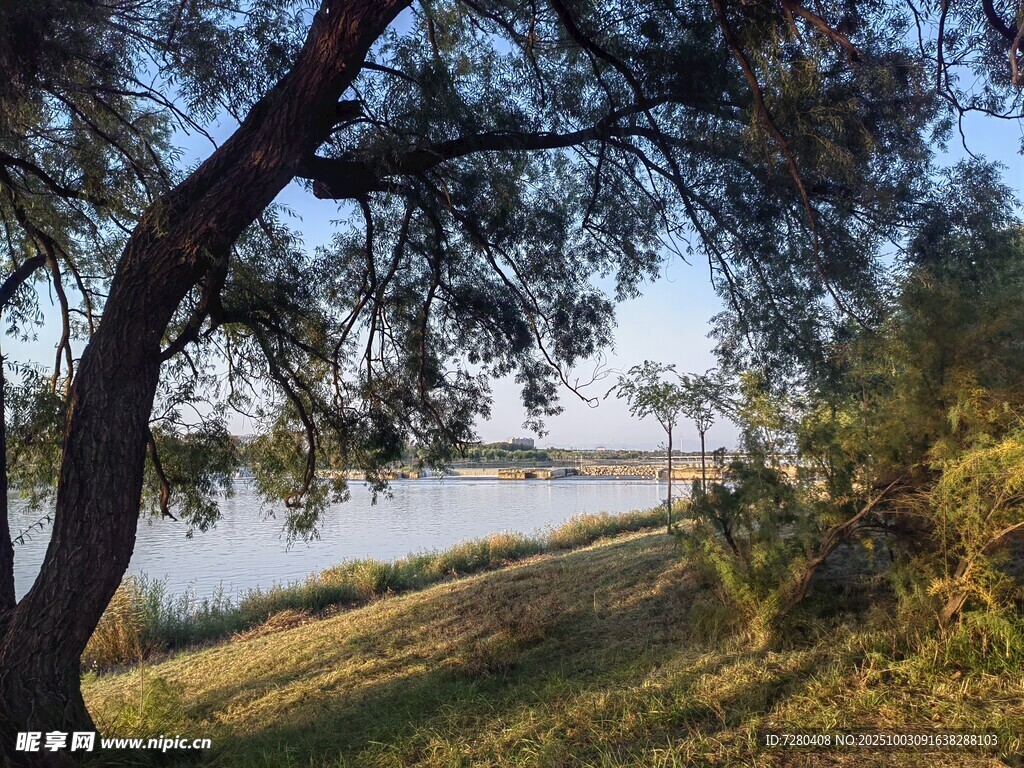 湖畔绿树成荫的静谧景致