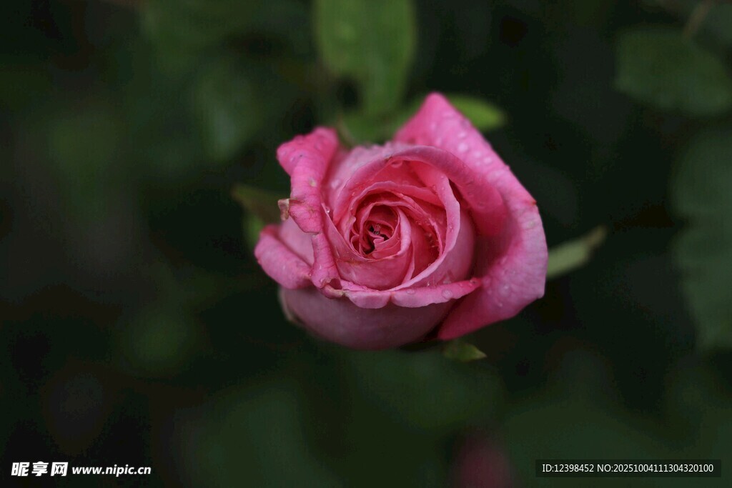 娇艳粉色玫瑰特写