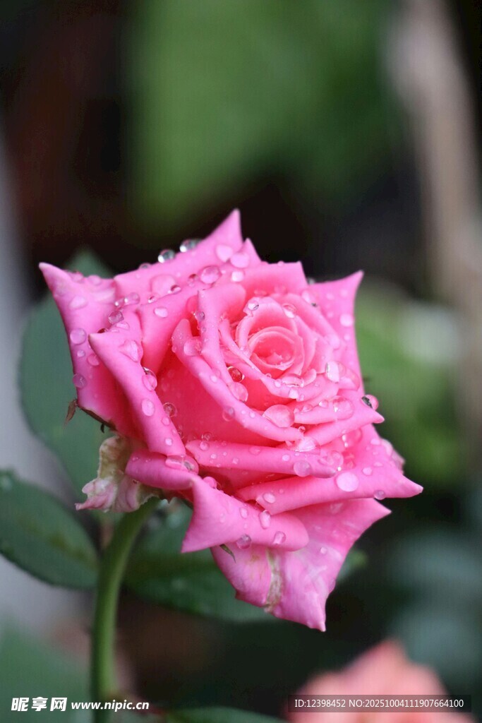 娇艳粉色玫瑰特写