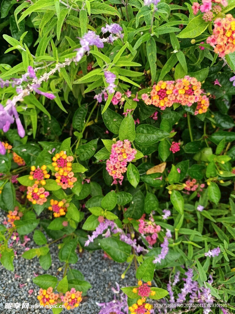 多彩花卉绽放于绿叶间