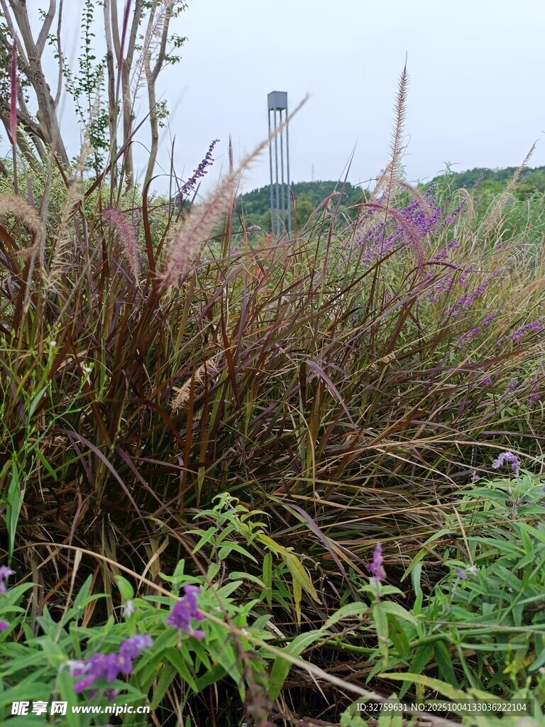 野外繁茂的杂草与小花