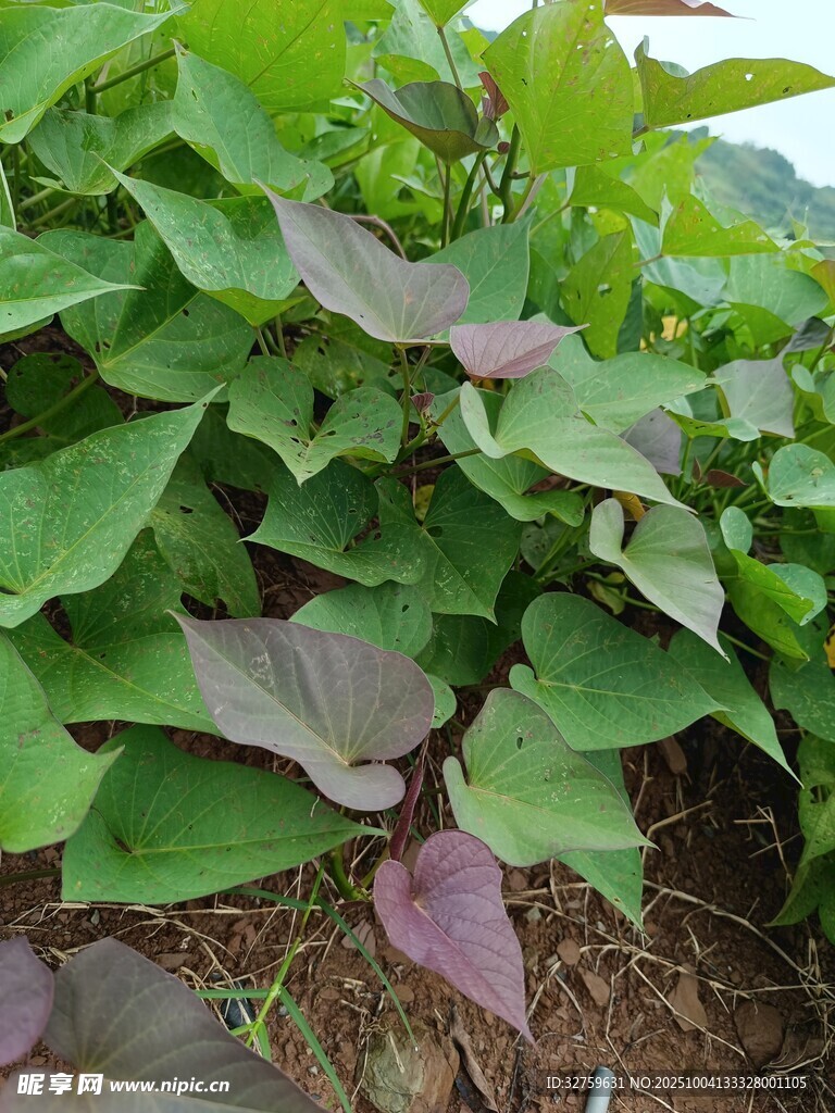 绿叶紫边的红薯植株