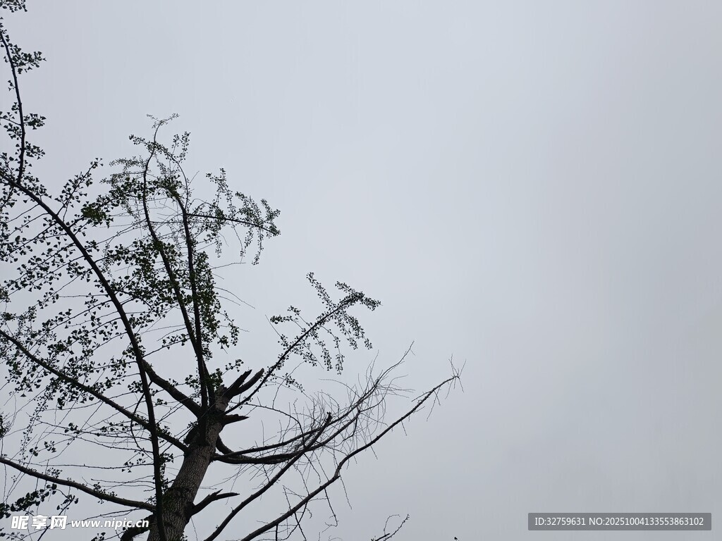枯树挺立在灰白天空下