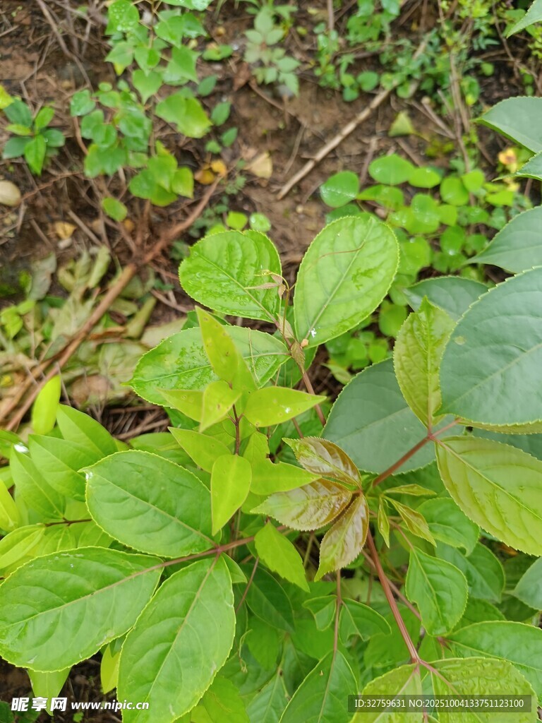 绿叶繁茂的植物景象