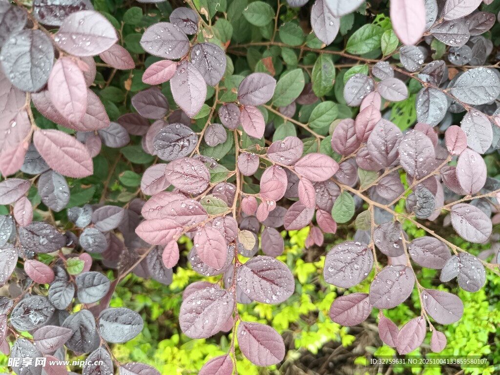 多彩植物叶片特写