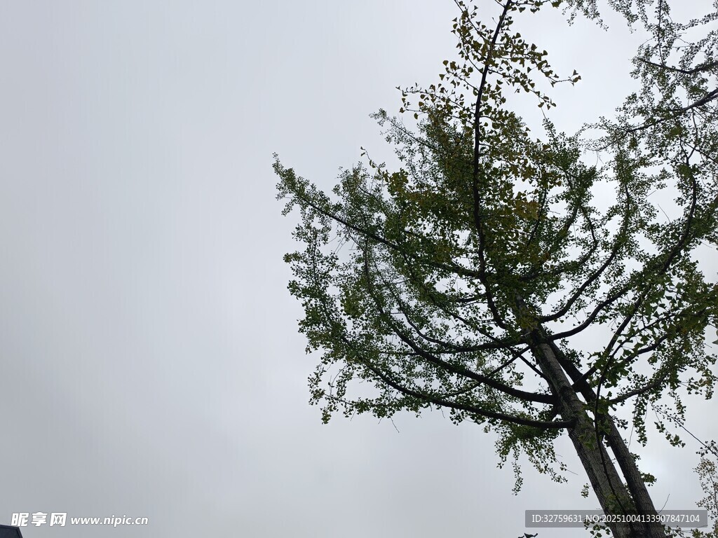 挺拔松树仰望视角画面