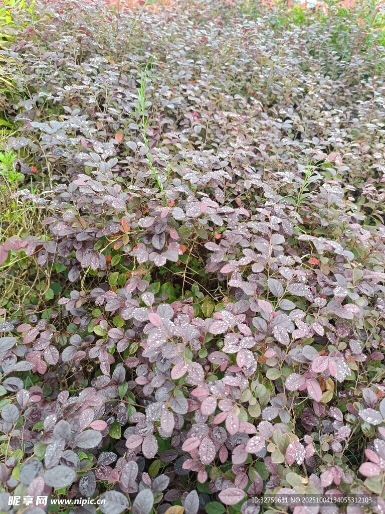 紫色叶片植物景观