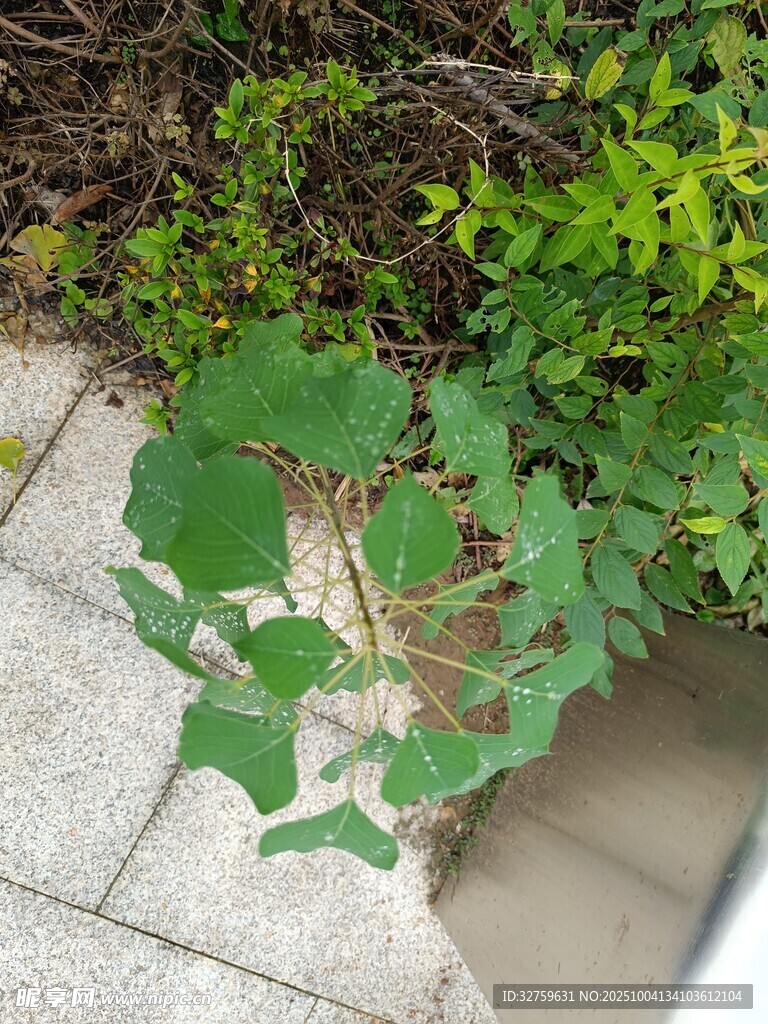 墙边生长的翠绿藤蔓植物