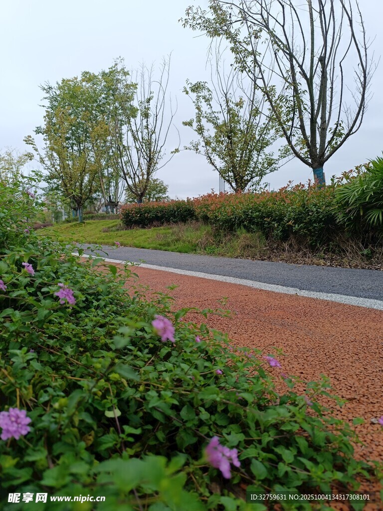 路边繁花盛开的美丽风景