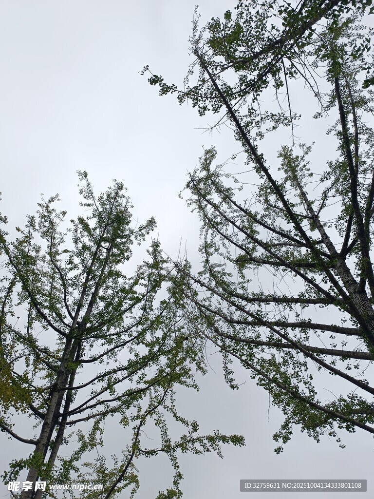 仰视视角下的树木枝叶