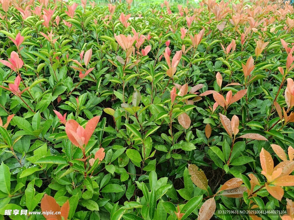 色彩斑斓的绿植景观