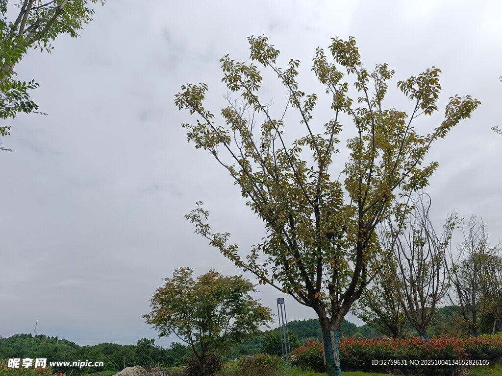 田野中的独株树木