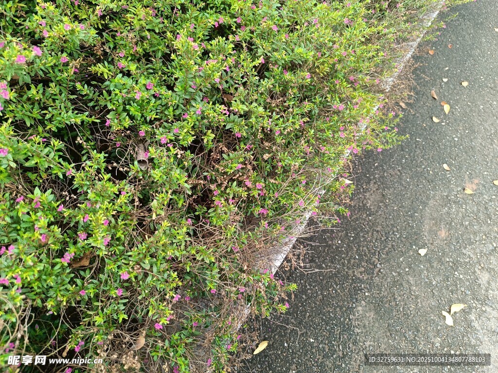 路边翠绿繁茂的丛生植物