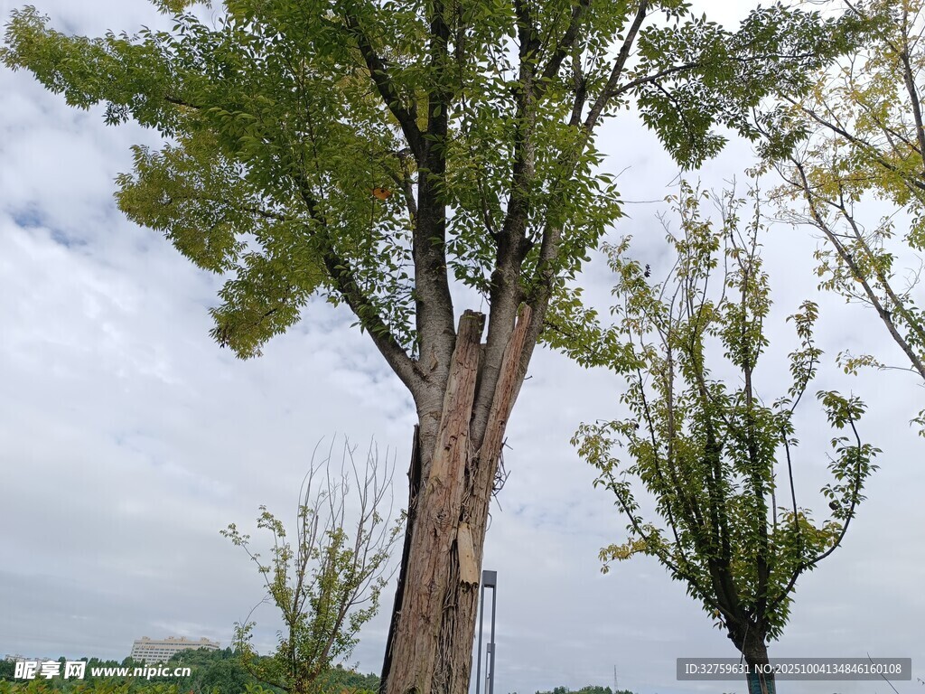 高大挺拔的户外树木景观