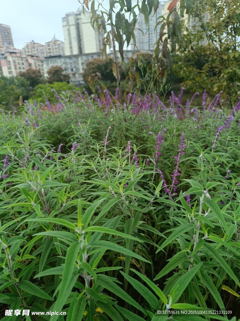 繁茂绿植中的紫色花卉