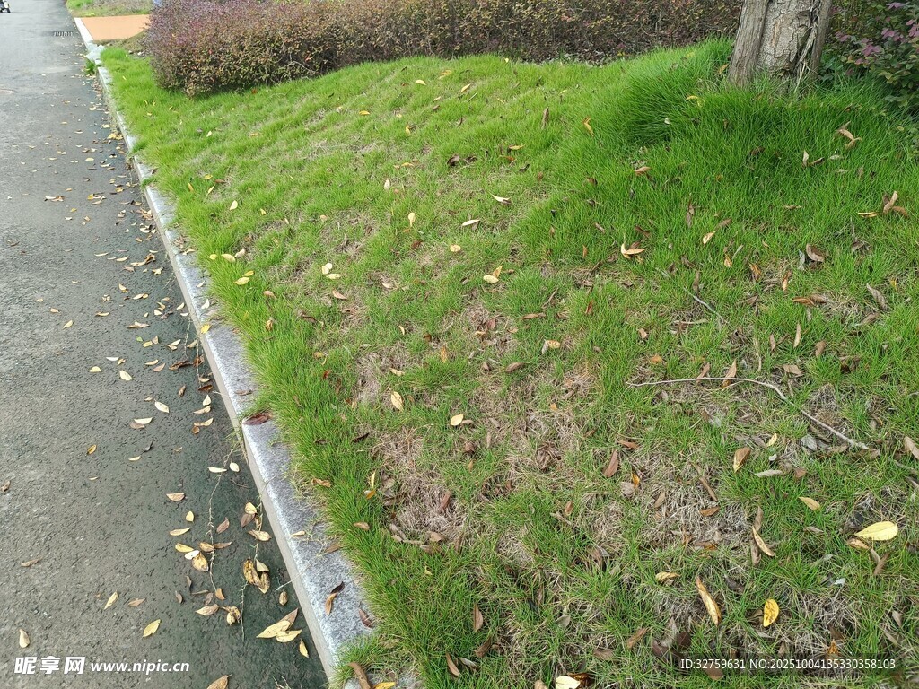 路边绿意盎然的草地