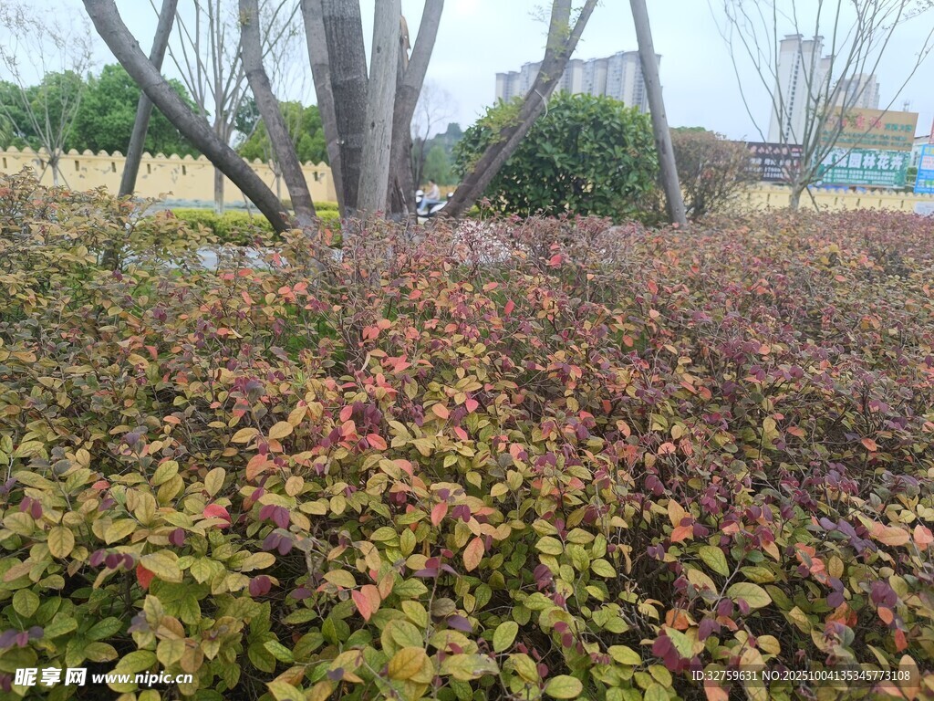 秋日斑斓的低矮灌木丛