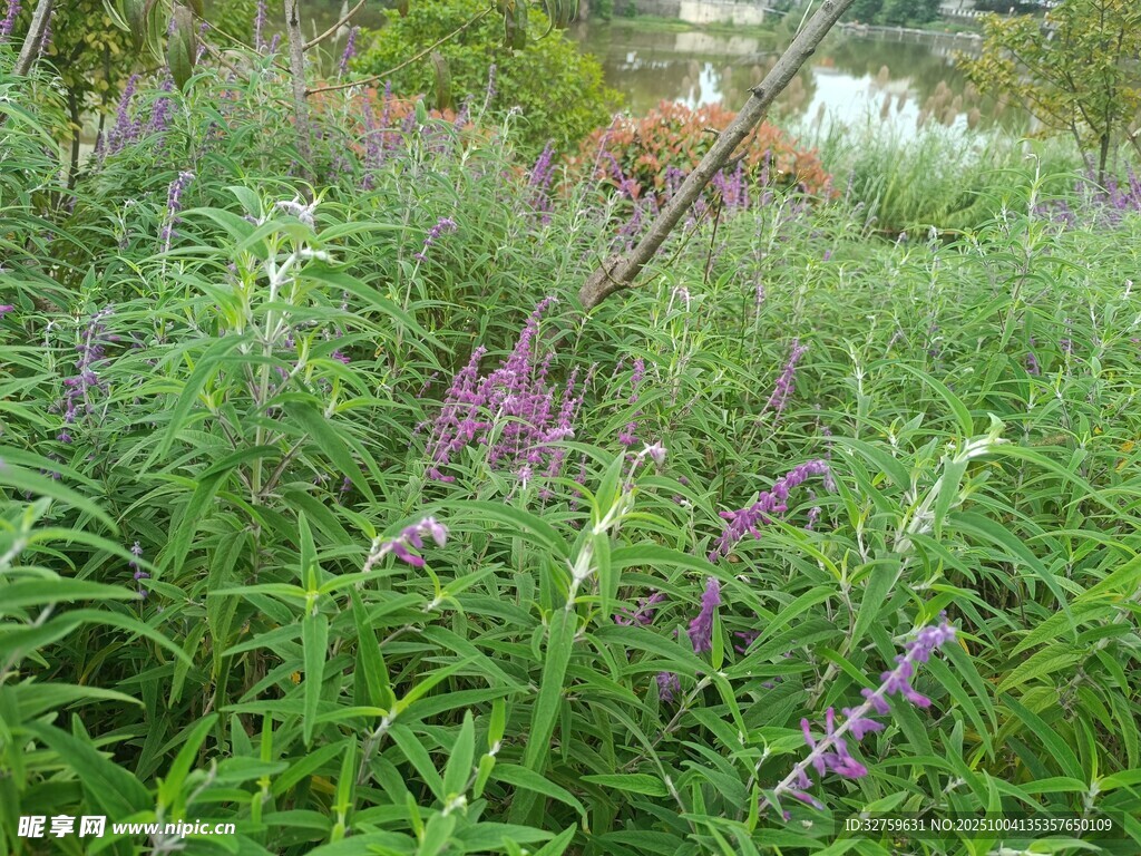 紫色花丛中的绿意景观