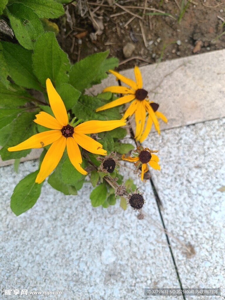 路边绽放的黄色小野花