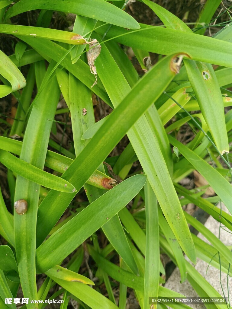 翠绿修长的叶片植物