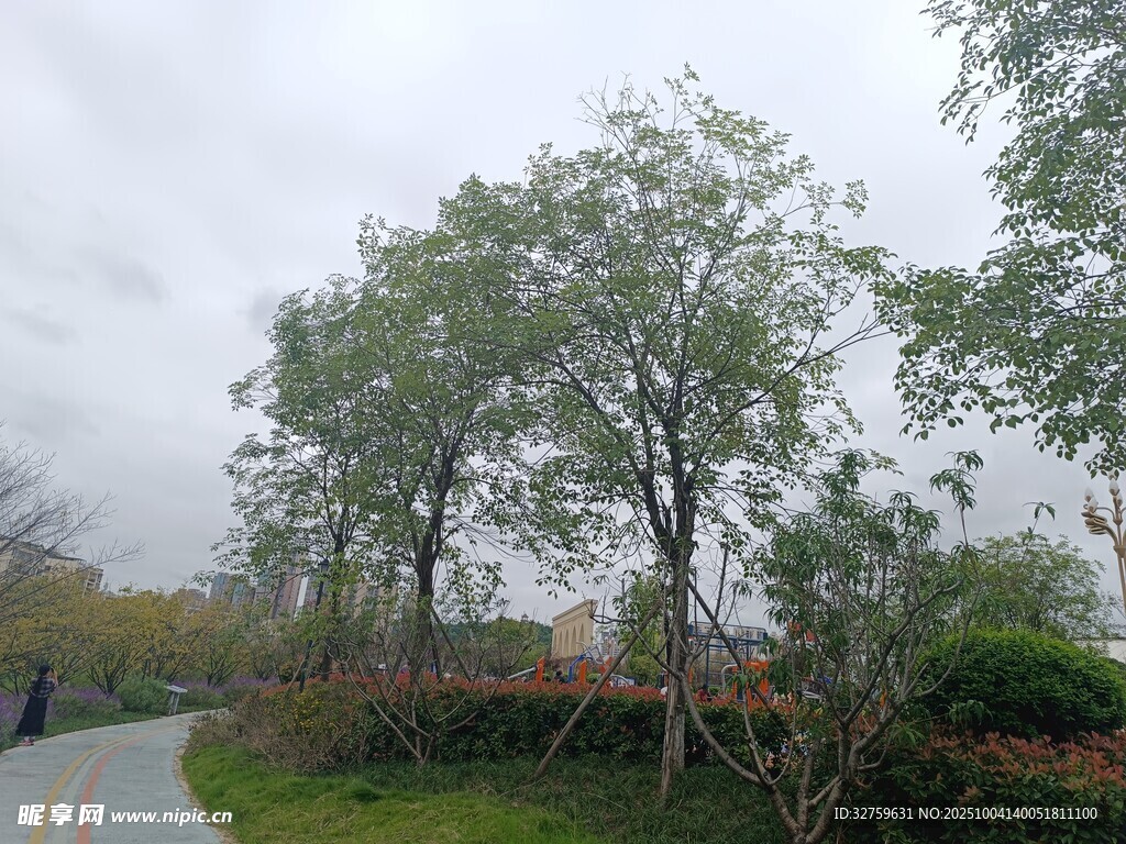 乡村小路旁的绿树景观