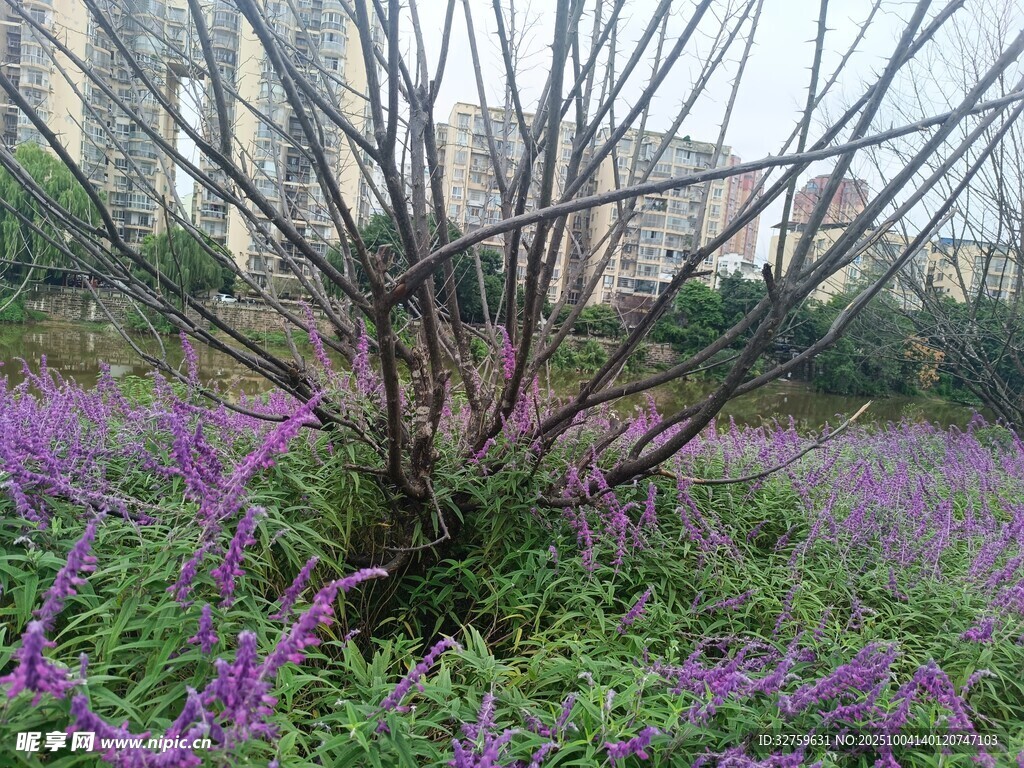 紫色花丛中的光秃枝干