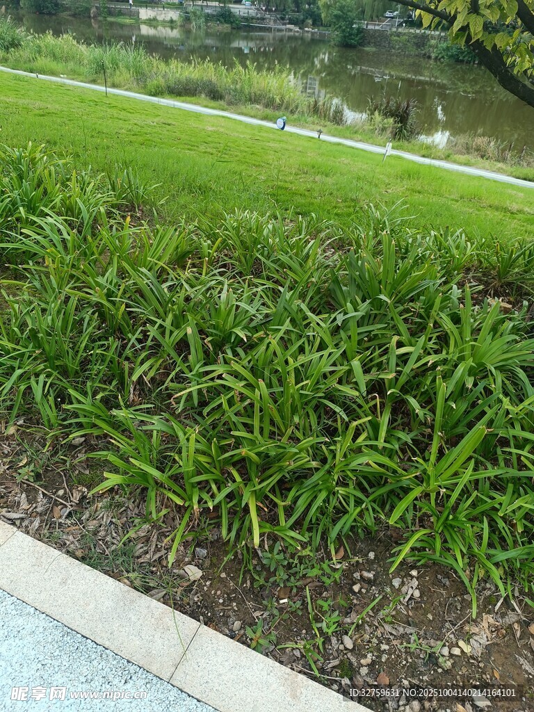 路边翠绿繁茂的植物景观