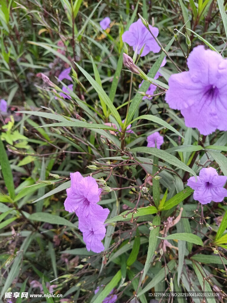 紫色小花绽放于草丛中