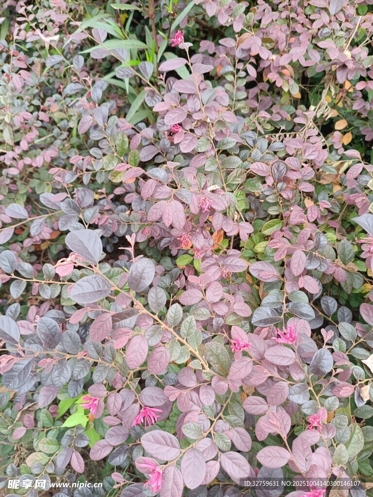 粉色斑斓植物景观