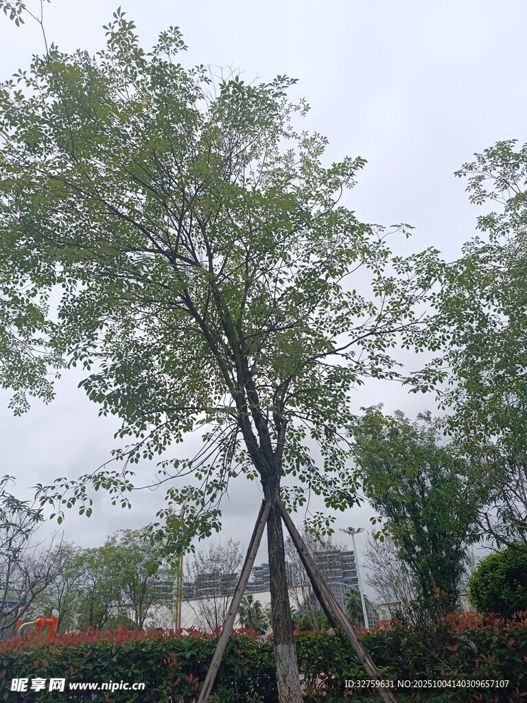 户外树木支撑场景