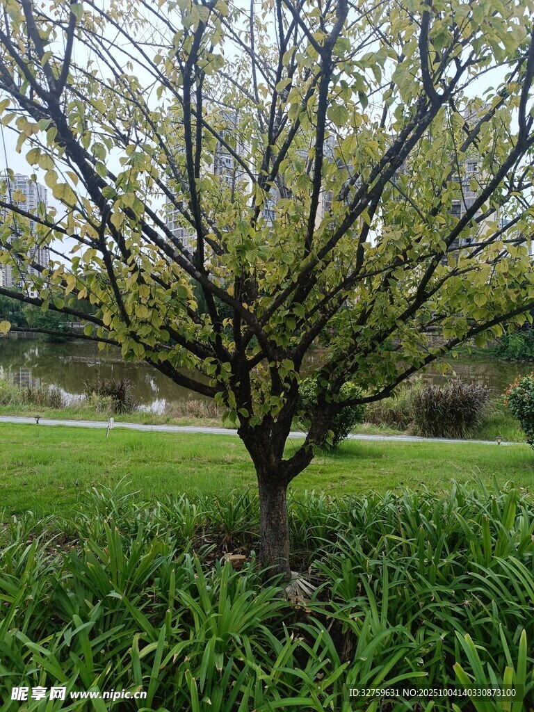 春日草地中的翠绿小树