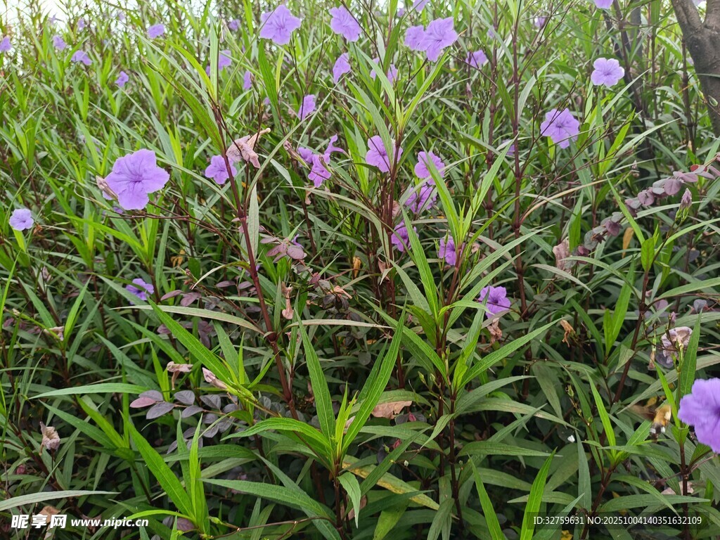 紫色野花绽放于绿叶间