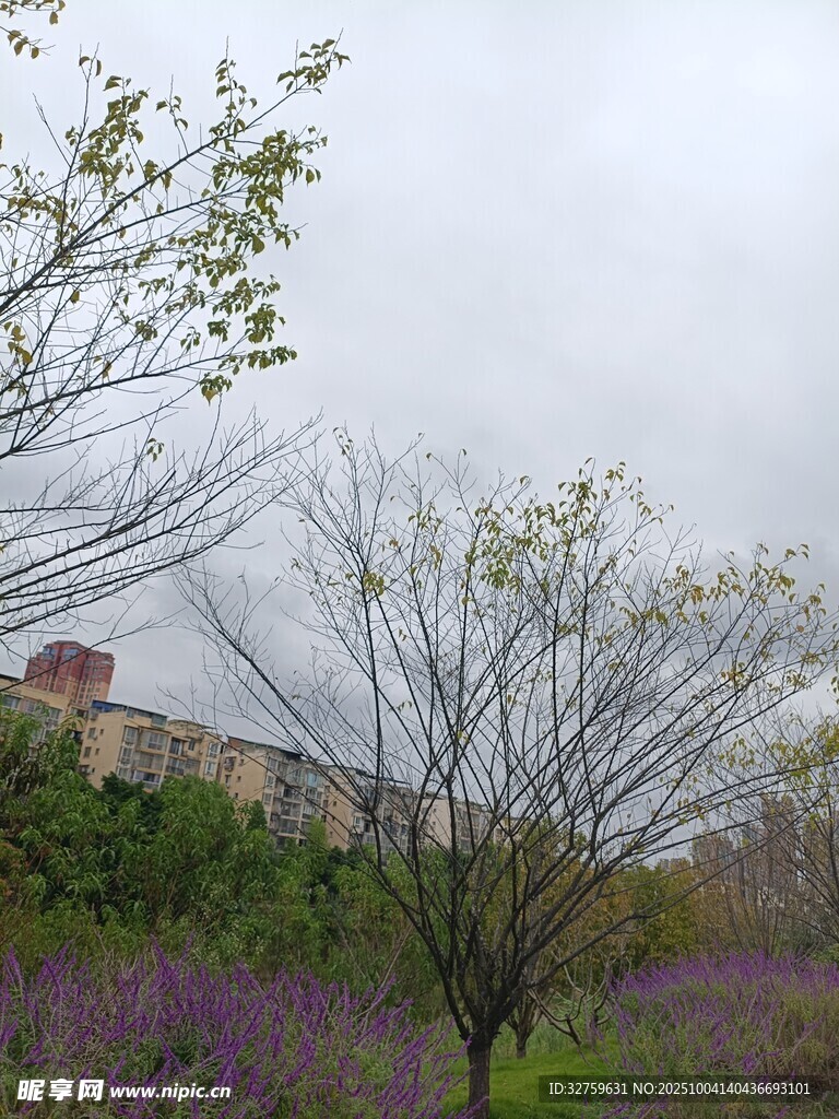 紫花绿树旁的建筑景观